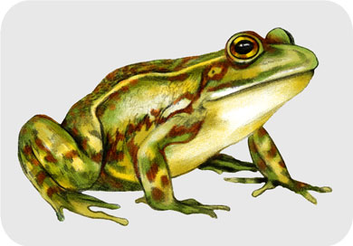 Frog