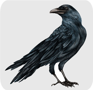 Crow