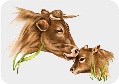 Cow and Calf