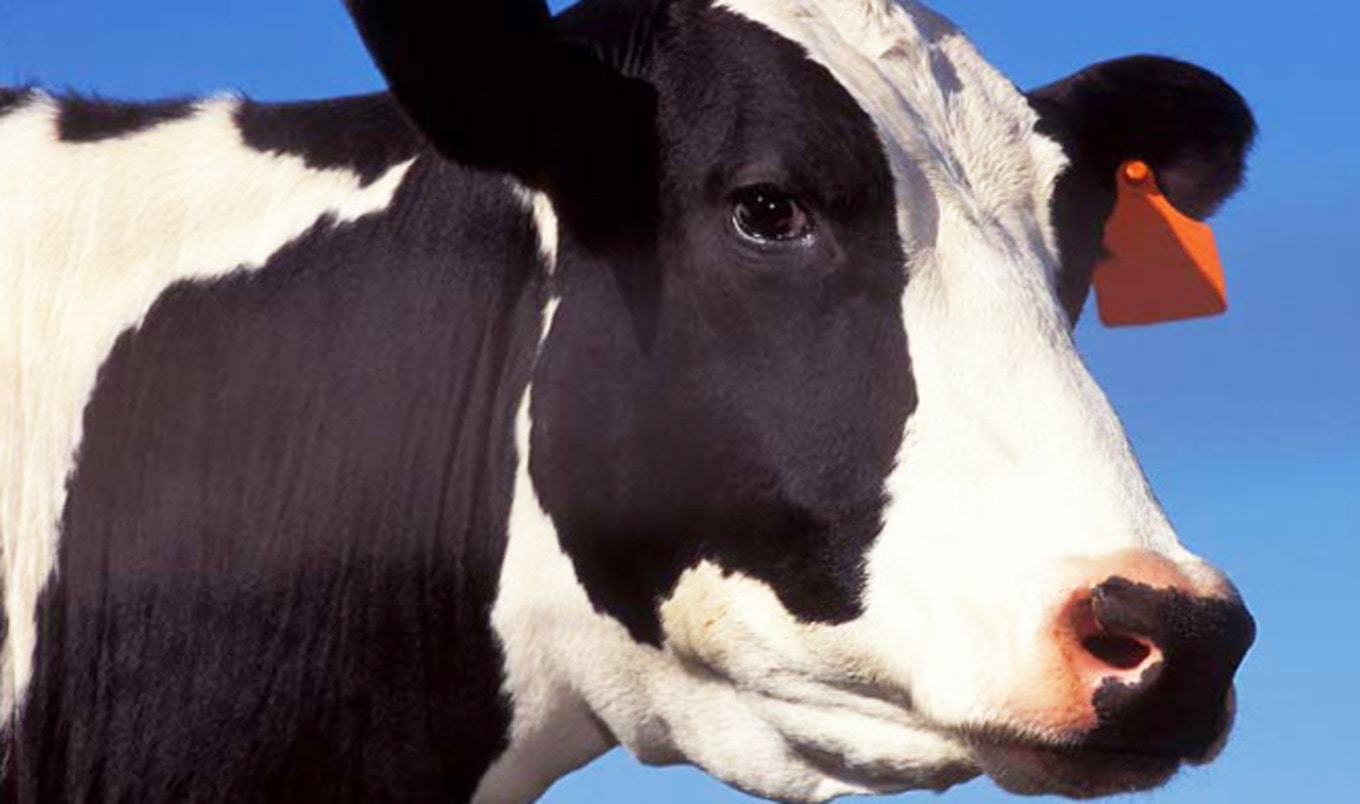 New York City's Last Dairy Plant to Shutter