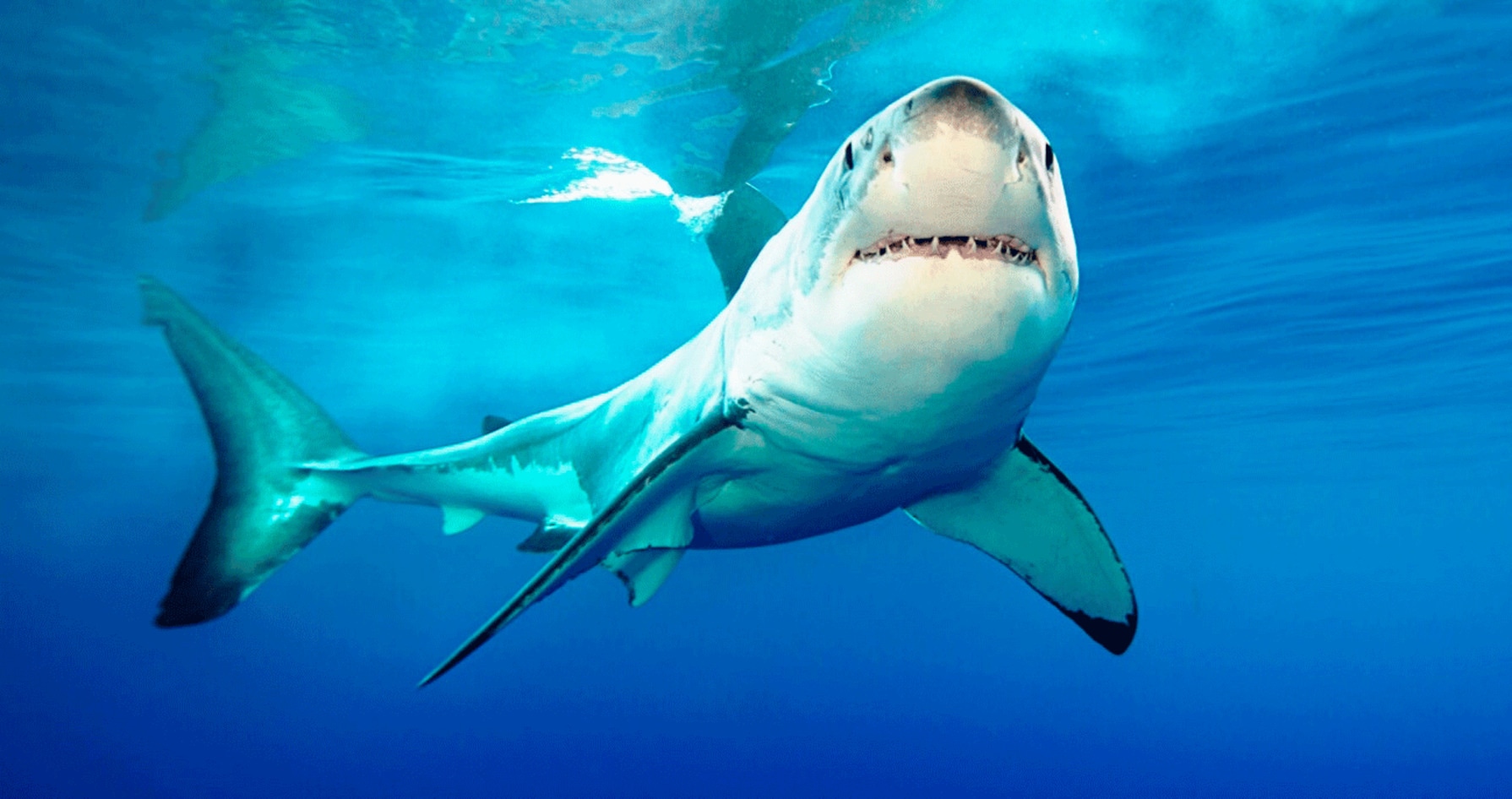 The US Senate Just Passed a Ban on Shark Fin Sales
