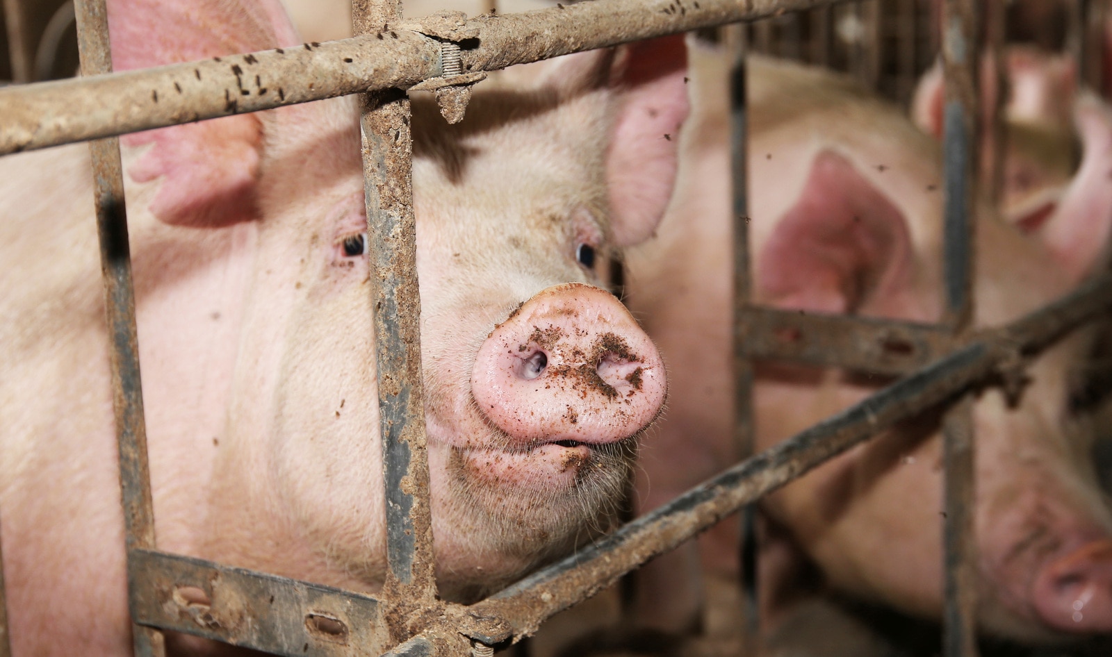 EU's Historic Ban: Factory Farm Cages to Be Phased Out for 300 Million Animals By 2027 