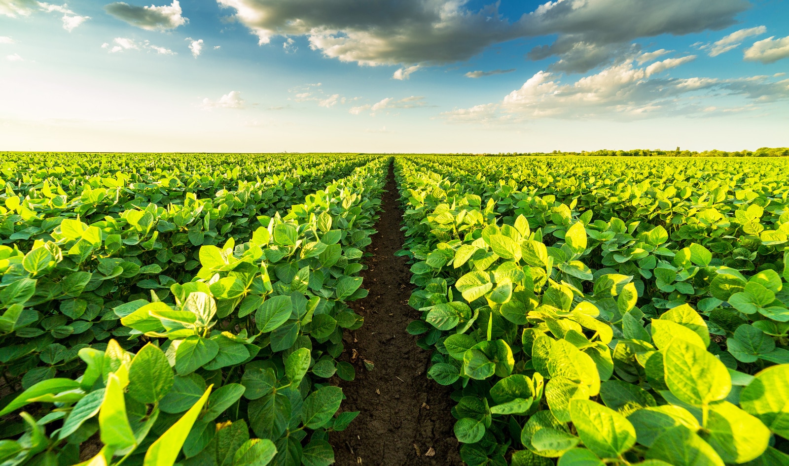 Danish Researchers Raise $9 Million to Develop a New Vegan Protein That's Better for the Planet 
