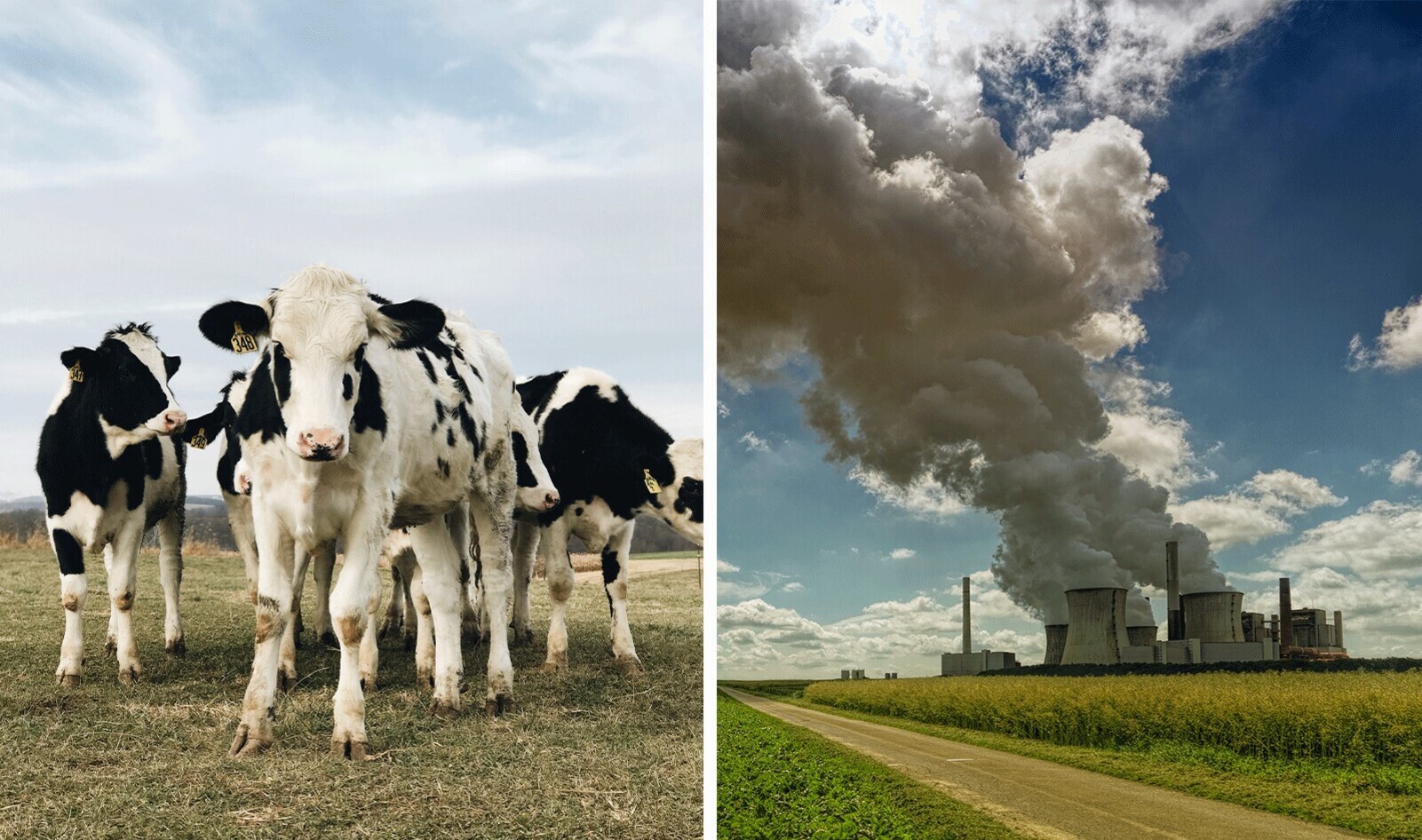 We Can Slash Carbon Emissions by 90 Percent by 2035. But Government Subsidies for Animal Agriculture Must End First.&nbsp;