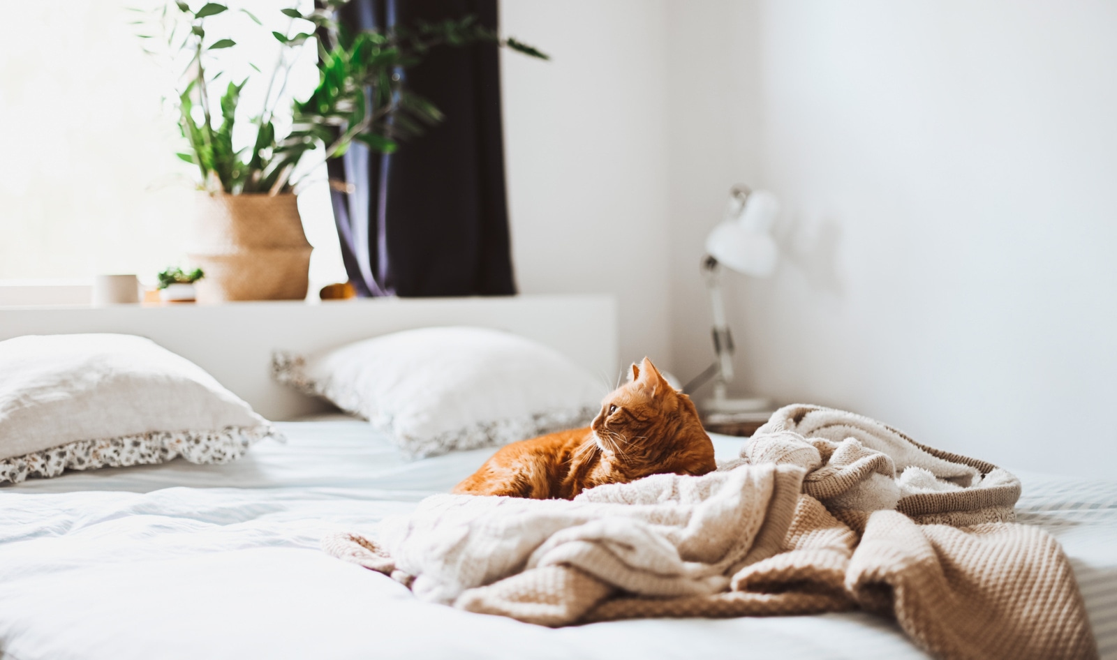 When Being Vegan Just Isn’t Enough: How and Why I’m Making My House Net-Zero 