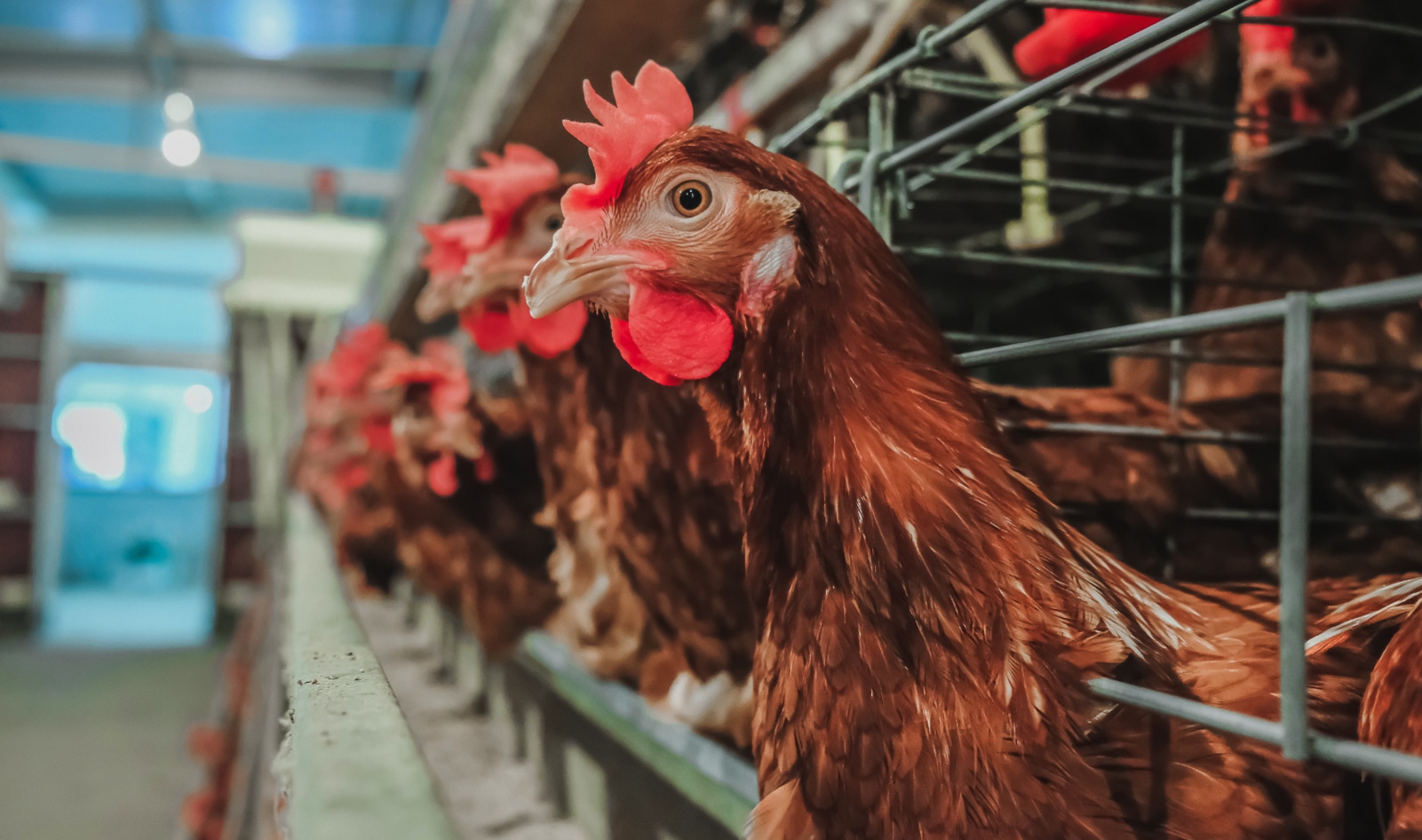 Nearly 23 Million Birds Dead As Avian Flu Wipes Out Farms in 29 States