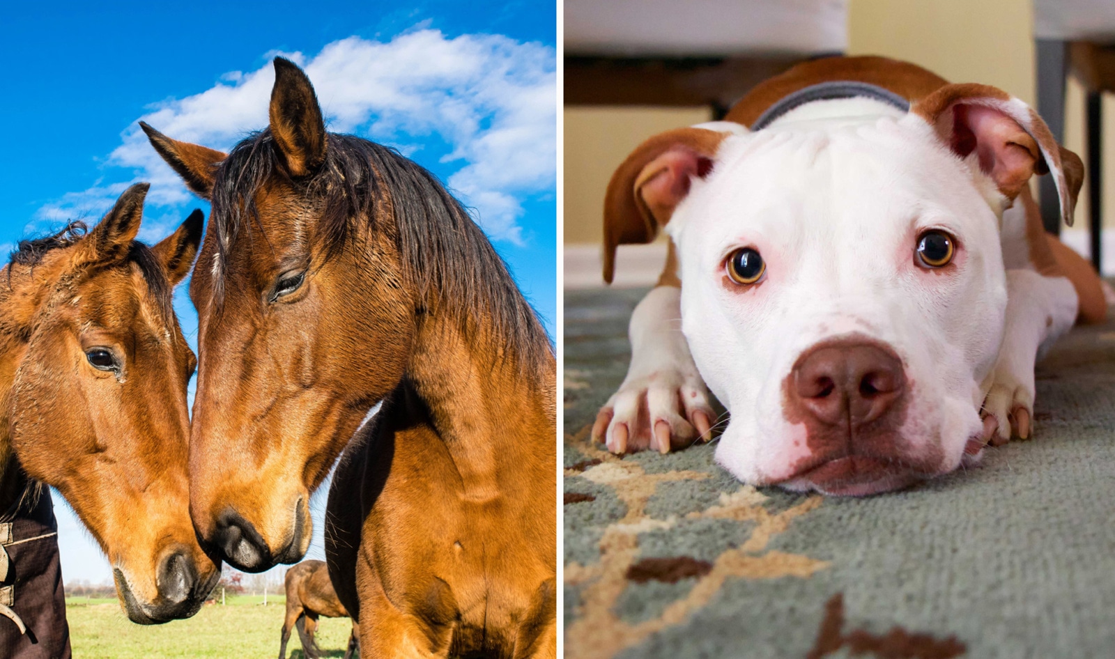 FDA Recalls Performance Dog Food for Salmonella; The Real Problem Is That There’s Still Horse Meat in It 