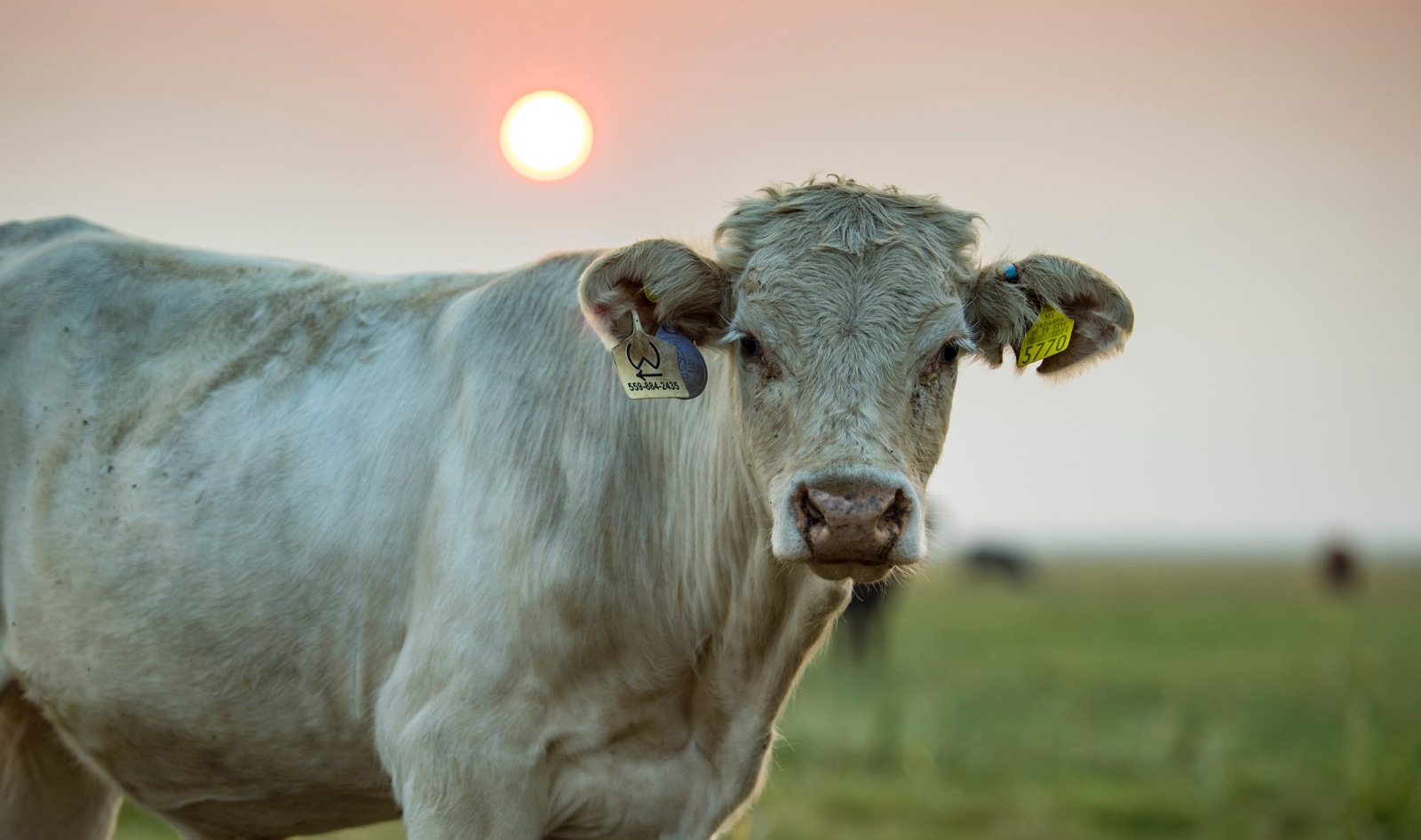Opinion: COP26 Shortcomings on Addressing Animal Agriculture and Climate Change