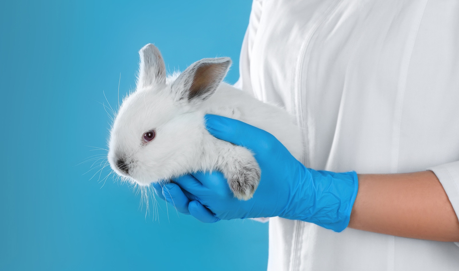 Maine Just Became the Sixth State to Ban Sales of Cosmetics Tested on Animals 