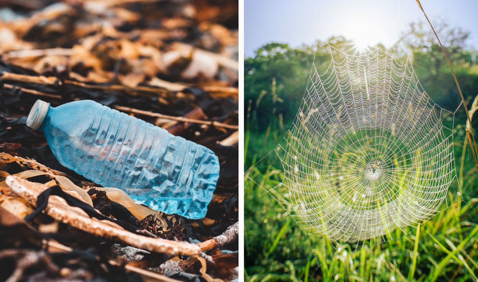 Can This Vegan Spider Silk Replace Single-Use Plastics?