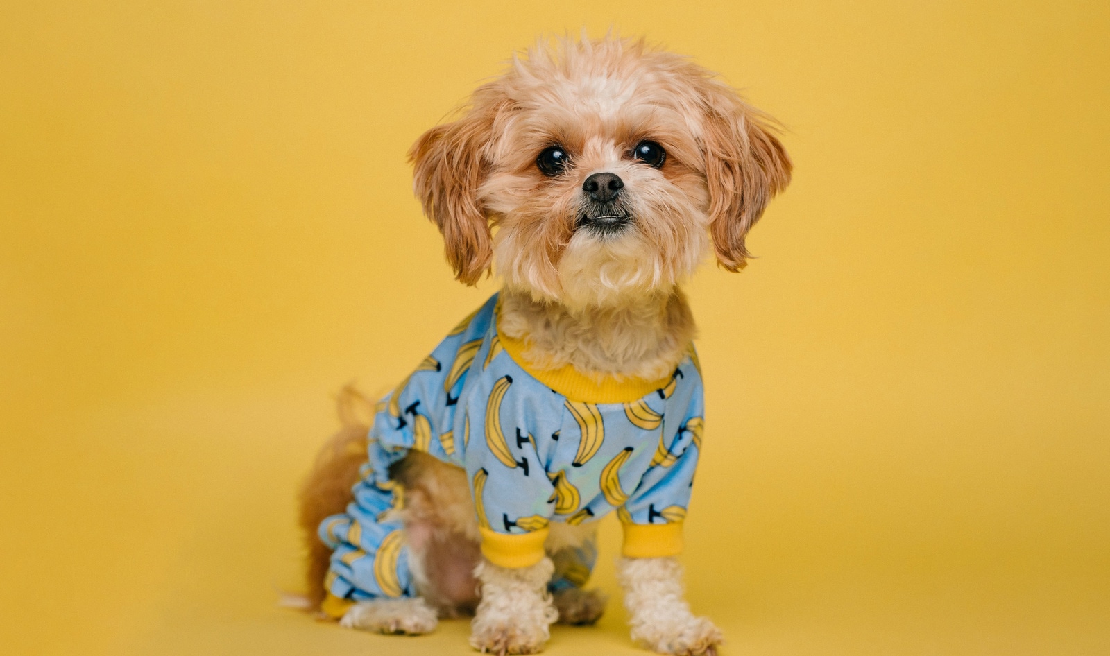 Illinois Becomes Fifth State to Ban Retail Pet Sales 