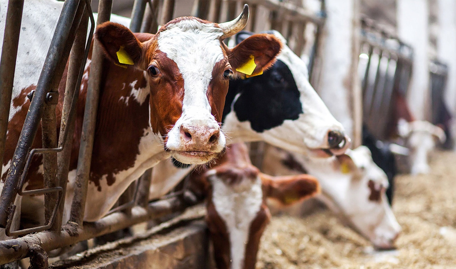 Here's Why It's Time to Change the Food System and Move Away From Factory Farming