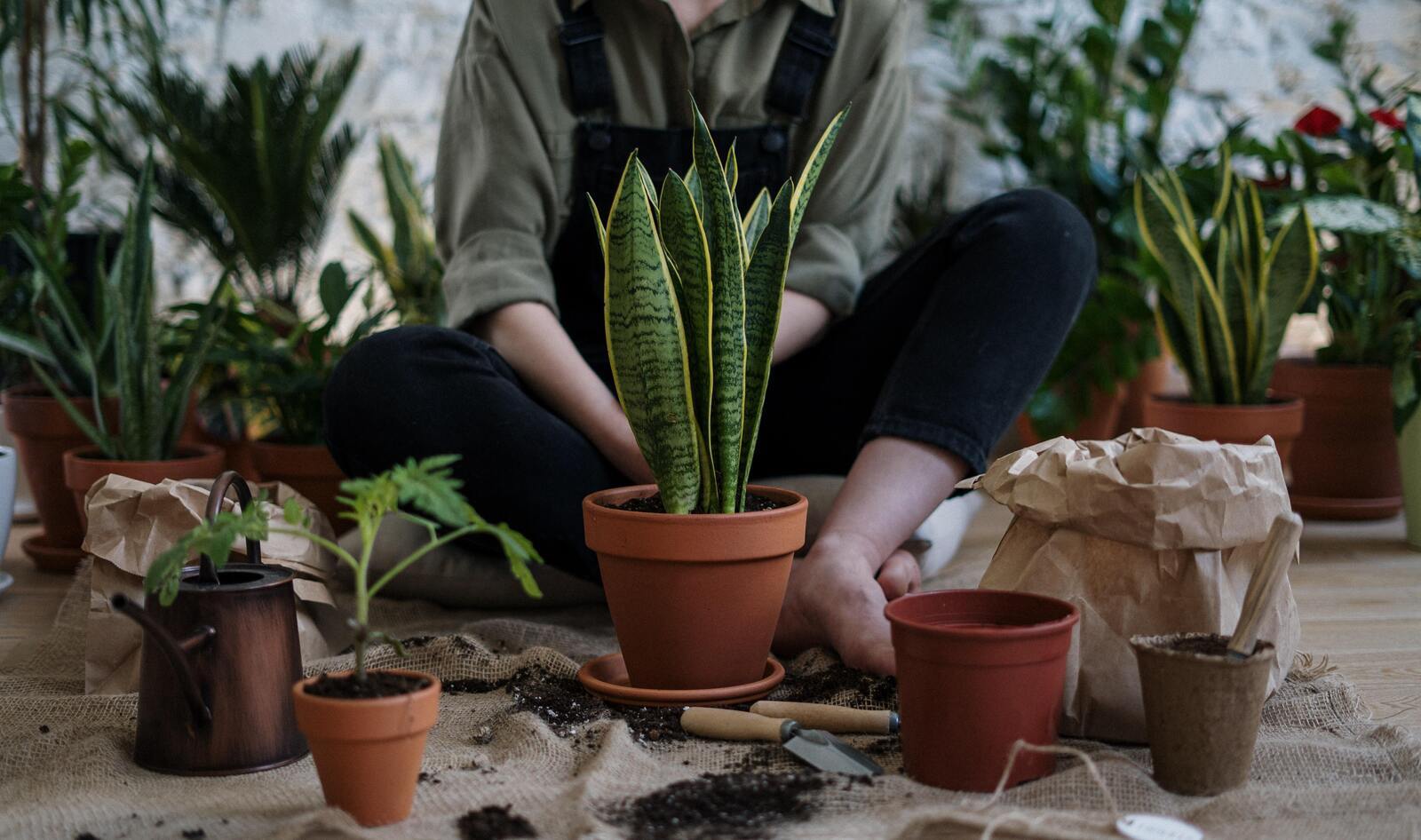 Plants Might Emit 'Distress' Sounds, But Does This Mean They Can Actually Feel Pain? 