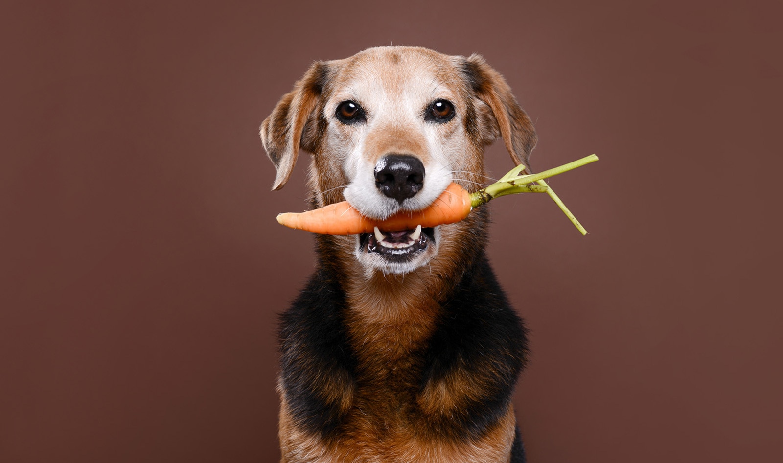 Special Report: The Shocking Environmental Footprint of America's Dogs