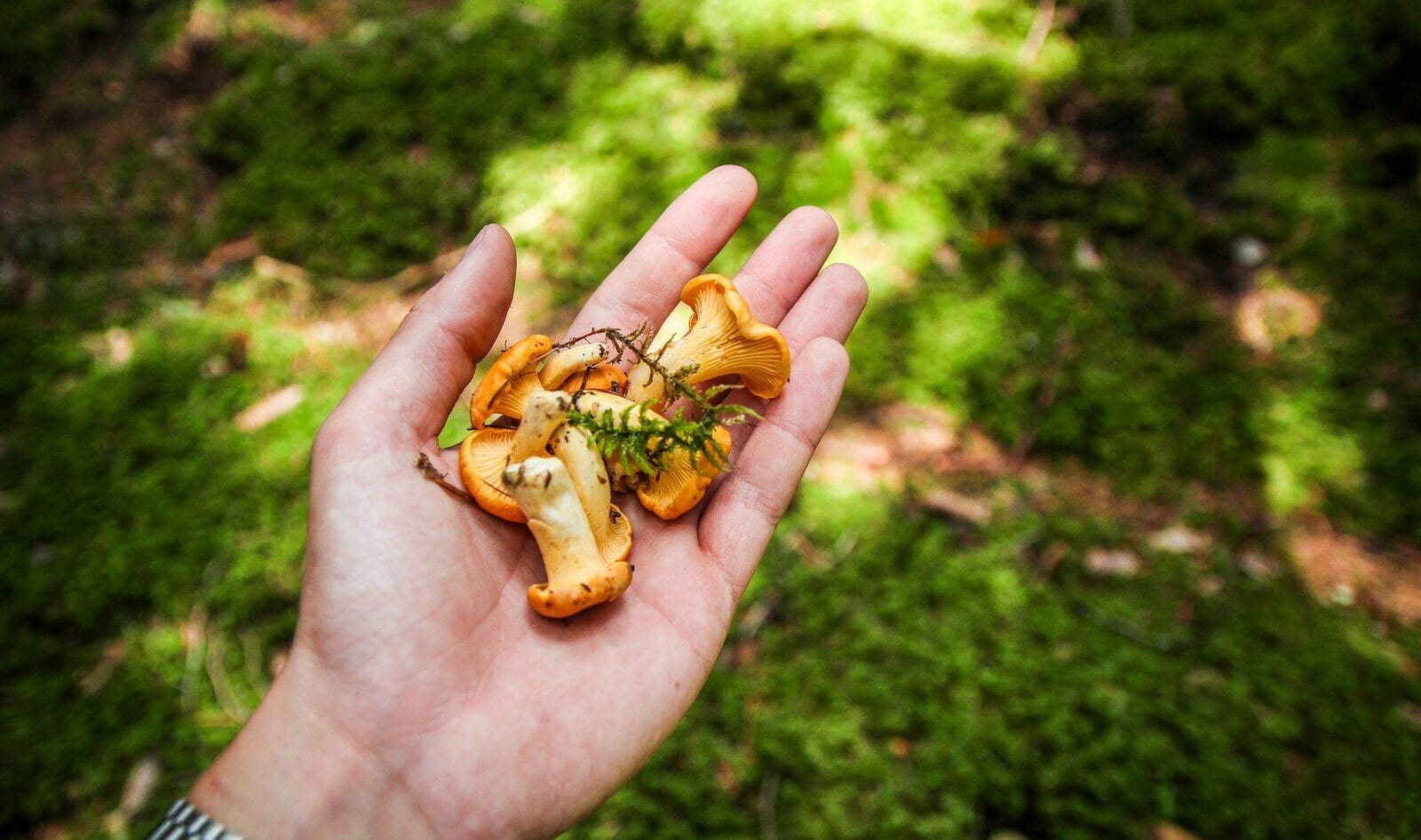 How to Reap the Benefits of Foraging Safely and Sustainably, According to an Expert