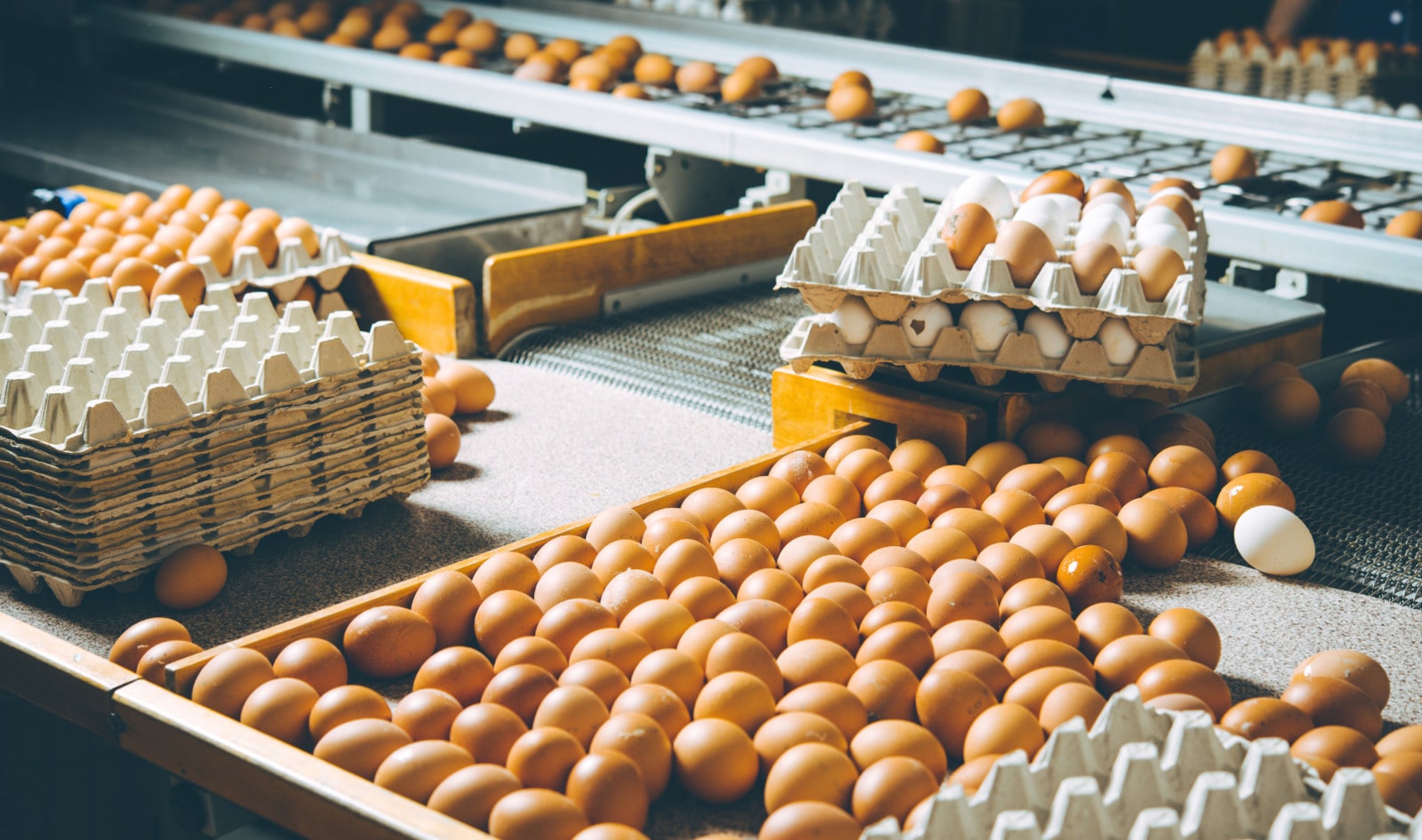 Has Bird Flu Run Its Course? Why The Virus Could Be Back This Fall