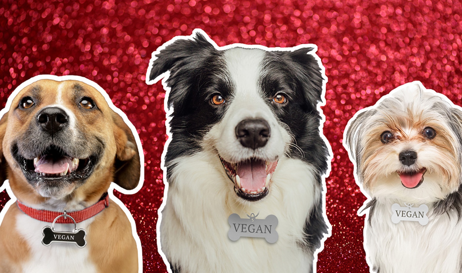 65% of Dogs Are Overweight, But This Vegan Dog Food Is Changing That