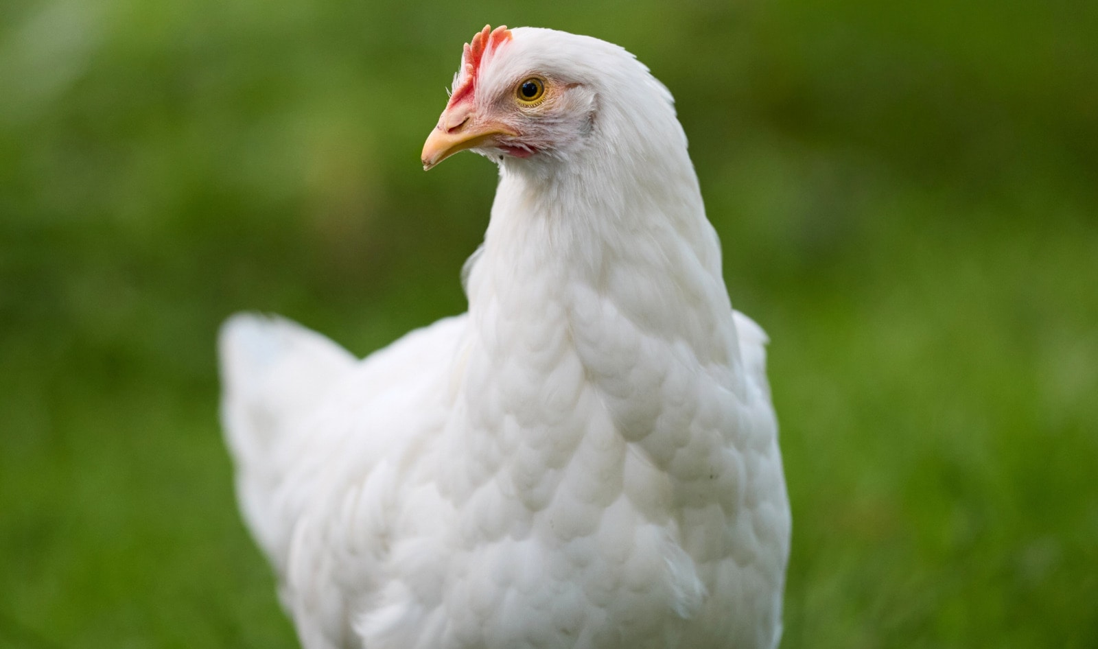"Frankenchickens" and Mass Chick Killing to End in This European Nation