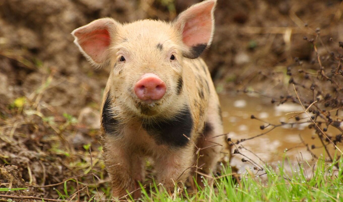 11 Things You Didn't Know About Pigs