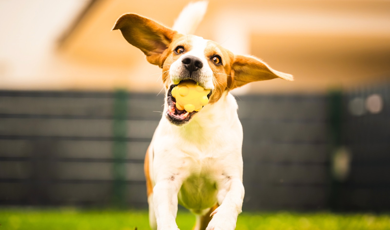 How to Shop at Petco: The Best Vegan and Eco-Friendly Products