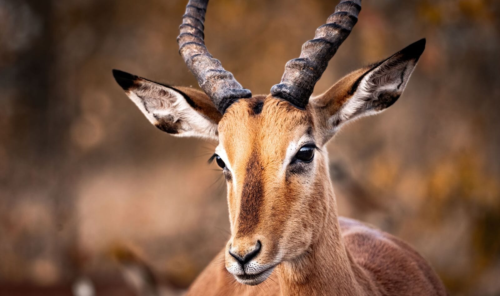Could Oregon Ban Hunting, Fishing, and Animal Farming? Campaign Reaches Major Milestone