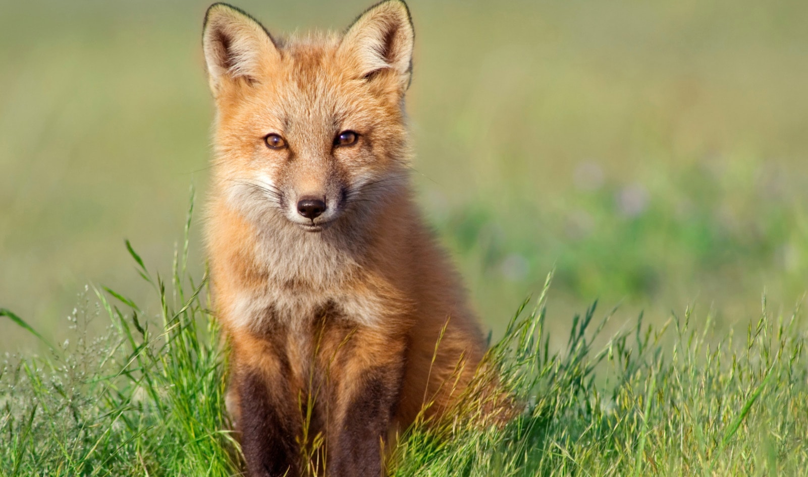 A Fox in Scotland Stole Some Milk. The Internet Blamed Vegans. Obviously.